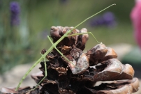 Le Phasme gaulois, une femelle (Phasmatodea - Bacillidae - Clonopsis gallica)